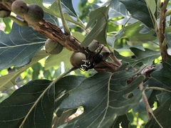 Dolichovespula maculata