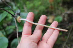 Phaeonematoloma myosotis