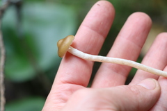 Phaeonematoloma myosotis