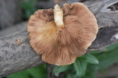 Pholiota