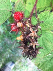 Rubus phoenicolasius