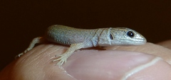 Xantusia vigilis
