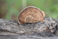 Daedaleopsis confragosa