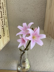 Amaryllis belladonna