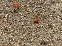 Clione limacina