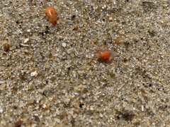 Clione limacina