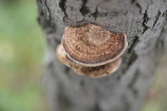 Daedaleopsis confragosa