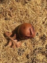 Andricus quercuscalifornicus