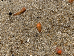 Clione limacina