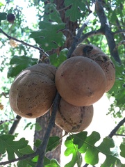 Andricus quercuscalifornicus