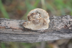 Daedaleopsis confragosa