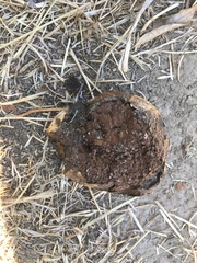 Andricus quercuscalifornicus