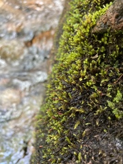 Pseudohygrohypnum eugyrium