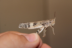 Dissosteira spurcata