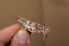 Dissosteira spurcata