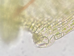 Pseudohygrohypnum eugyrium