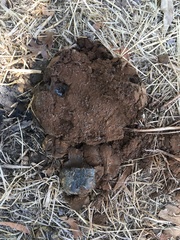 Andricus quercuscalifornicus