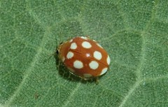 Vibidia duodecimguttata