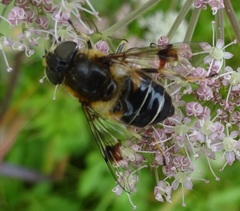 Eristalis rupium