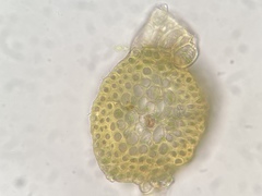 Pseudohygrohypnum eugyrium