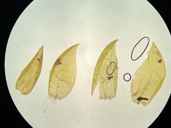 Pseudohygrohypnum eugyrium