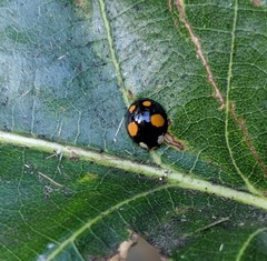 Harmonia axyridis