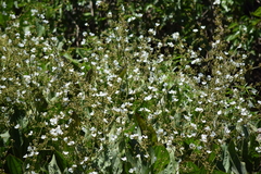 Echinodorus grandiflorus