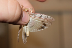 Dissosteira spurcata