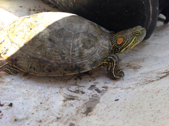 Trachemys gaigeae