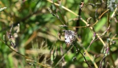 Chiomara asychis