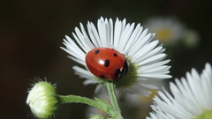 Coccinella septempunctata