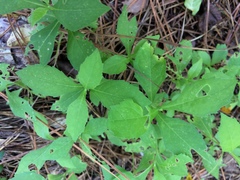 Verbesina occidentalis