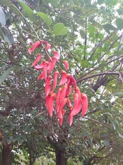 Erythrina crista-galli