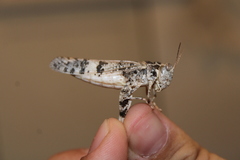 Dissosteira spurcata