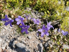 Campanula pyramidalis