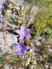 Campanula pyramidalis
