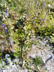 Campanula pyramidalis