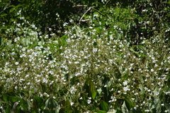 Echinodorus grandiflorus