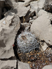 Escobaria robbinsiorum