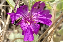 Acmaeodera cazieri