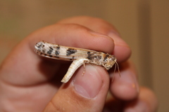 Dissosteira spurcata