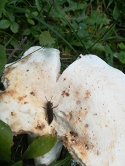 Ontholestes tessellatus