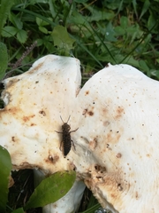 Ontholestes tessellatus