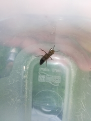 Ontholestes tessellatus