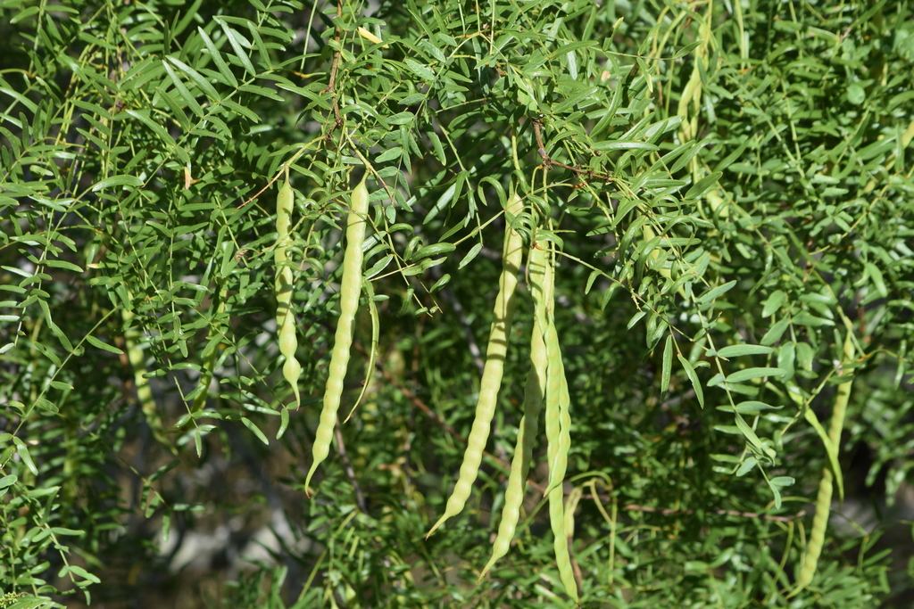 Prosopis Glandulosa