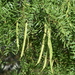 Prosopis glandulosa - Photo (c) Raul Urgelles,  זכויות יוצרים חלקיות (CC BY-NC), uploaded by Raul Urgelles