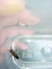 Ontholestes tessellatus