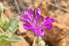 Acmaeodera yuccavora