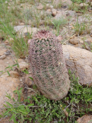 Echinocereus scopulorum pseudopectinatus