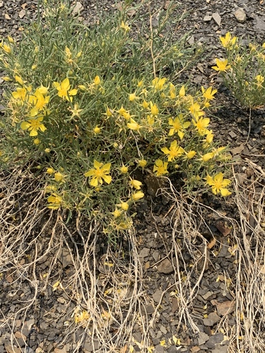 Colorado stickleaf (Mentzelia marginata)